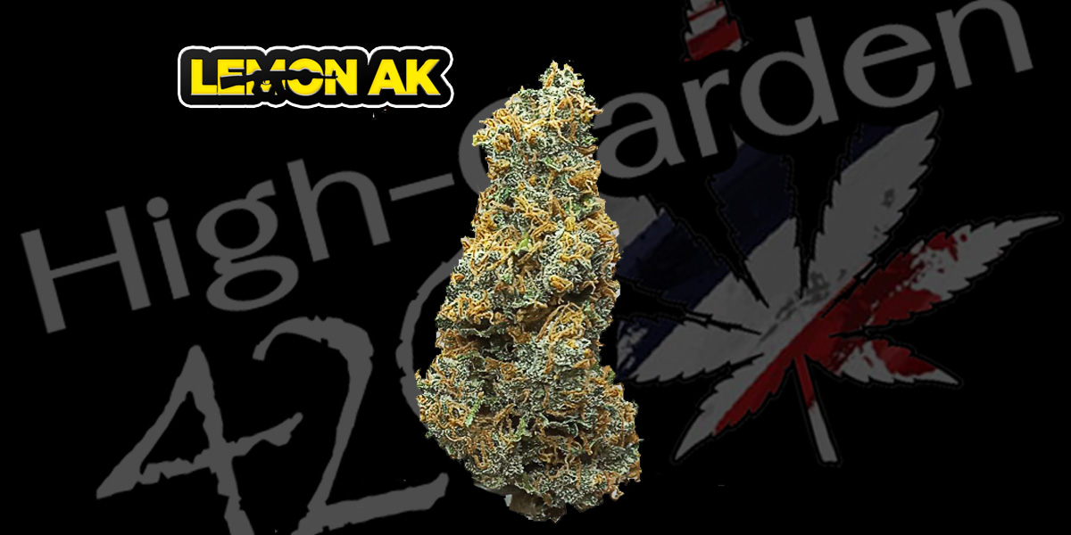 ดอกกัญชา Lemon AK สายพันธุ์หอมสดชื่น THC 24%