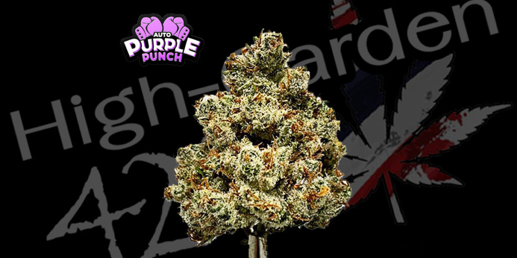 ดอกกัญชา Purple Punch สายพันธุ์อินดิก้า กลิ่นหอมหวานผลไม้