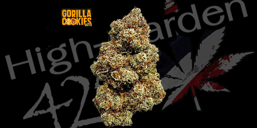 Gorilla Cookies cannabis strain – hybrid bud with frosty trichomes and strong aroma