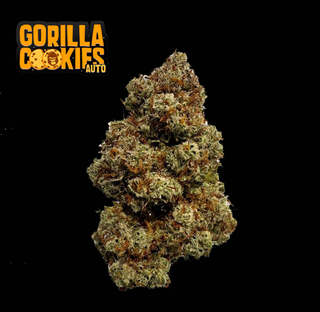 กัญชา Gorilla Cookies