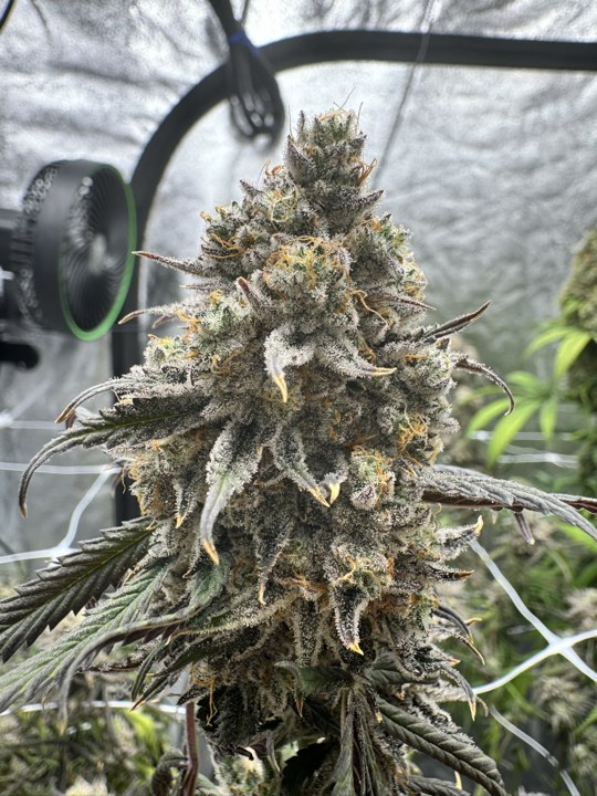 Oreo King strain 1