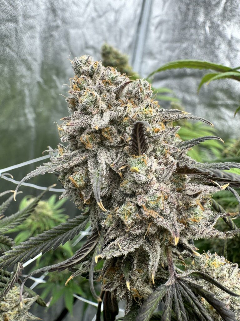 Oreo King strain 5