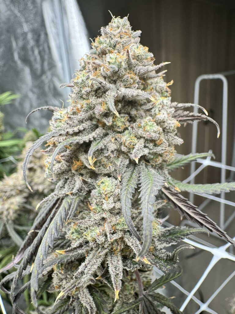 Oreo King strain 7