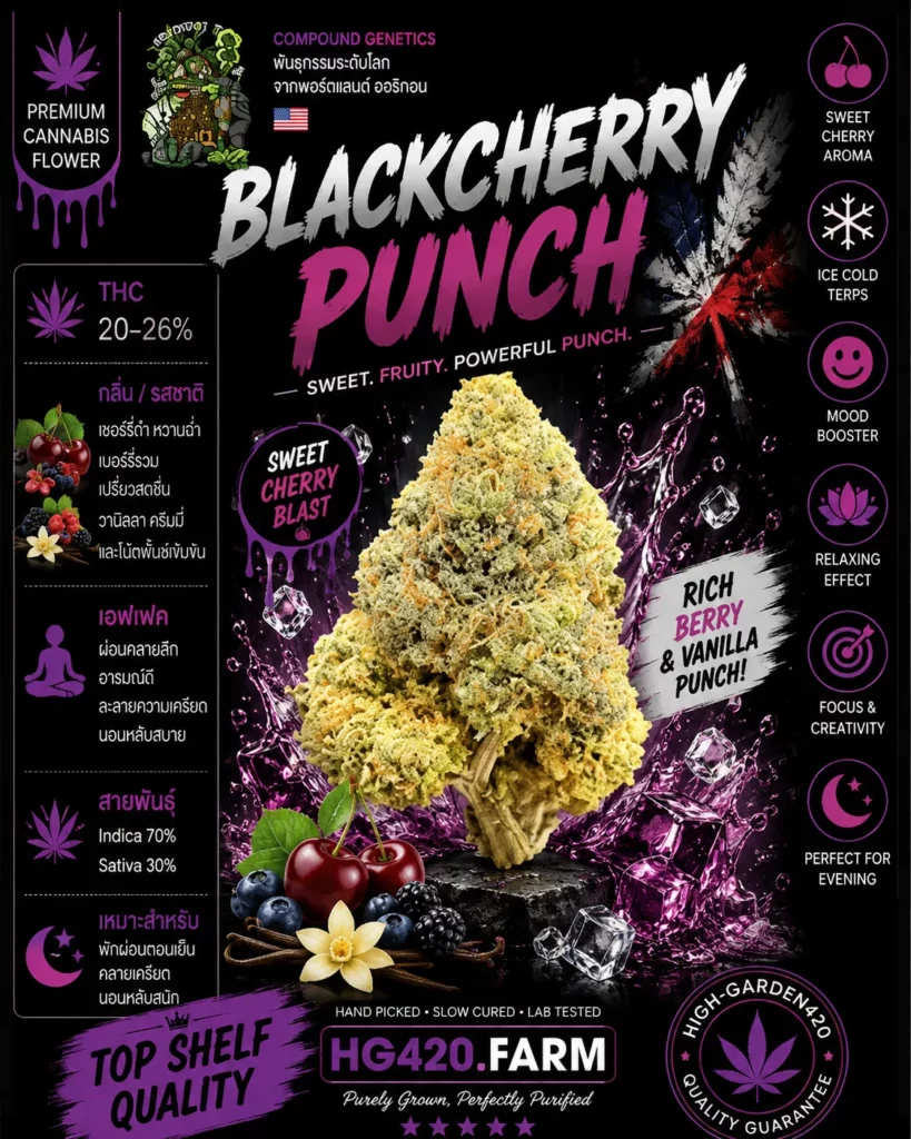 Blackcherry Punch strain ดอกกัญชาสายพันธุ์ Blackcherry Punch | High-garden420