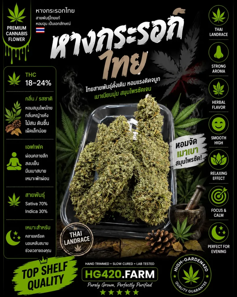หางกระรอกไทย Thai Stick strain ดอกกัญชาสายพันธุ์ไทย | High-garden420