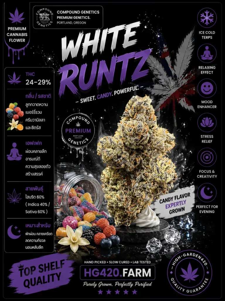 White Runtz strain ดอกกัญชาสายพันธุ์ไวท์รันซ์ High-garden420