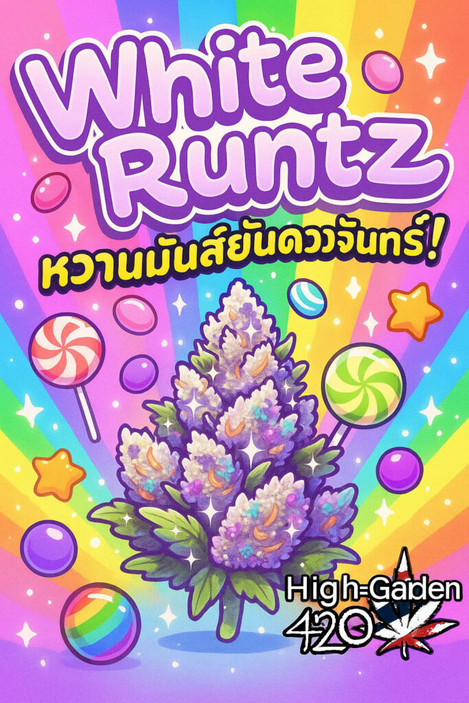 white runtz
