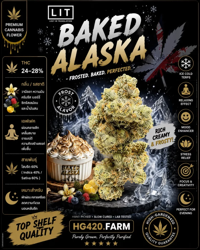 Baked Alaska strain สายพันธุ์กัญชา พร้อมข้อมูล THC กลิ่น รสชาติ และเอฟเฟกต์