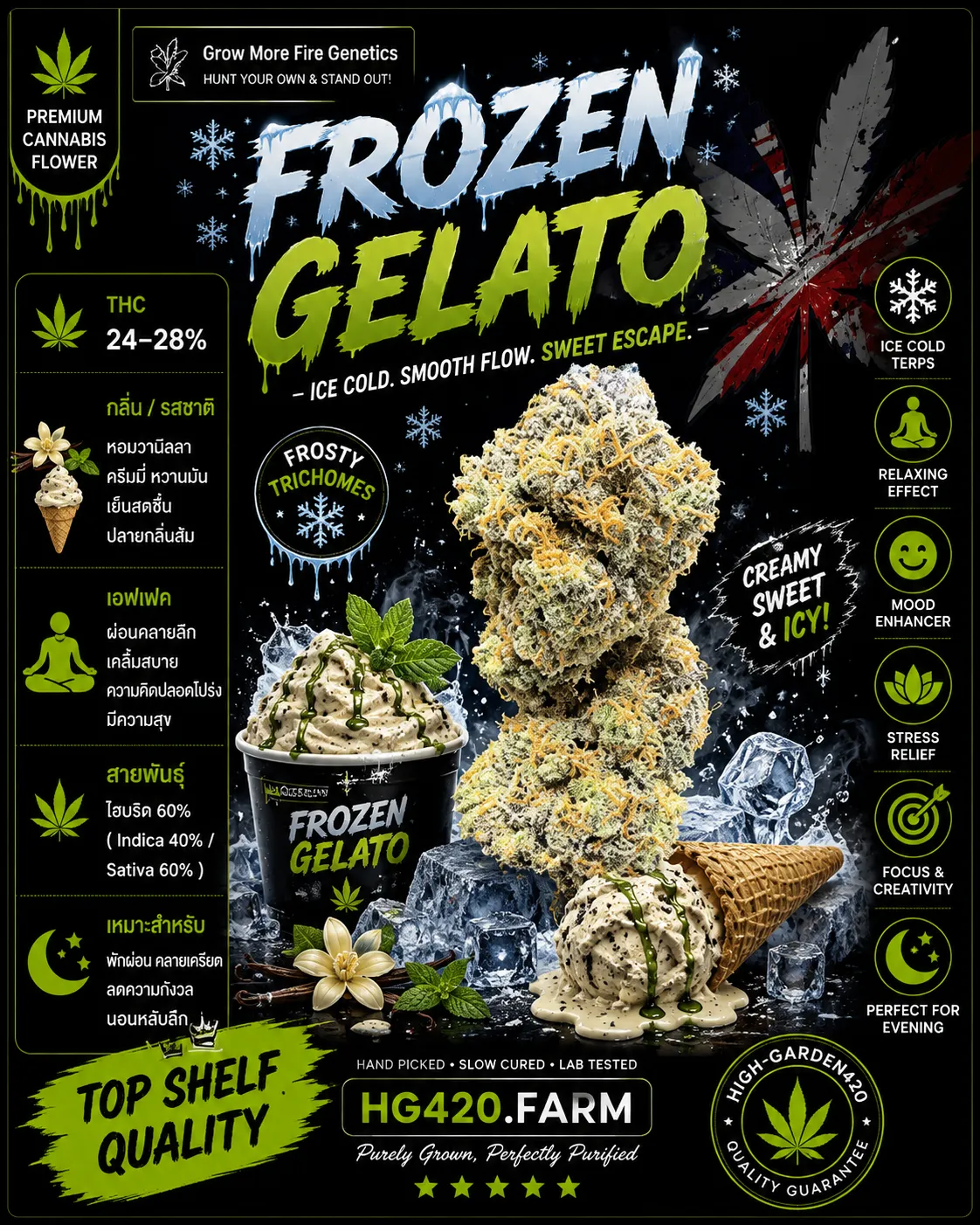 Frozen Gelato strain สายพันธุ์กัญชา พร้อมข้อมูล THC กลิ่น รสชาติ และเอฟเฟกต์