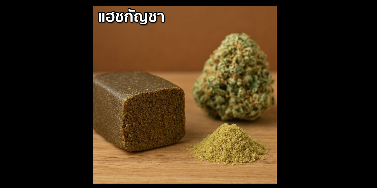 แฮชกัญชาอัดแท่ง พร้อมคีฟและดอกกัญชาสำหรับการใช้งาน