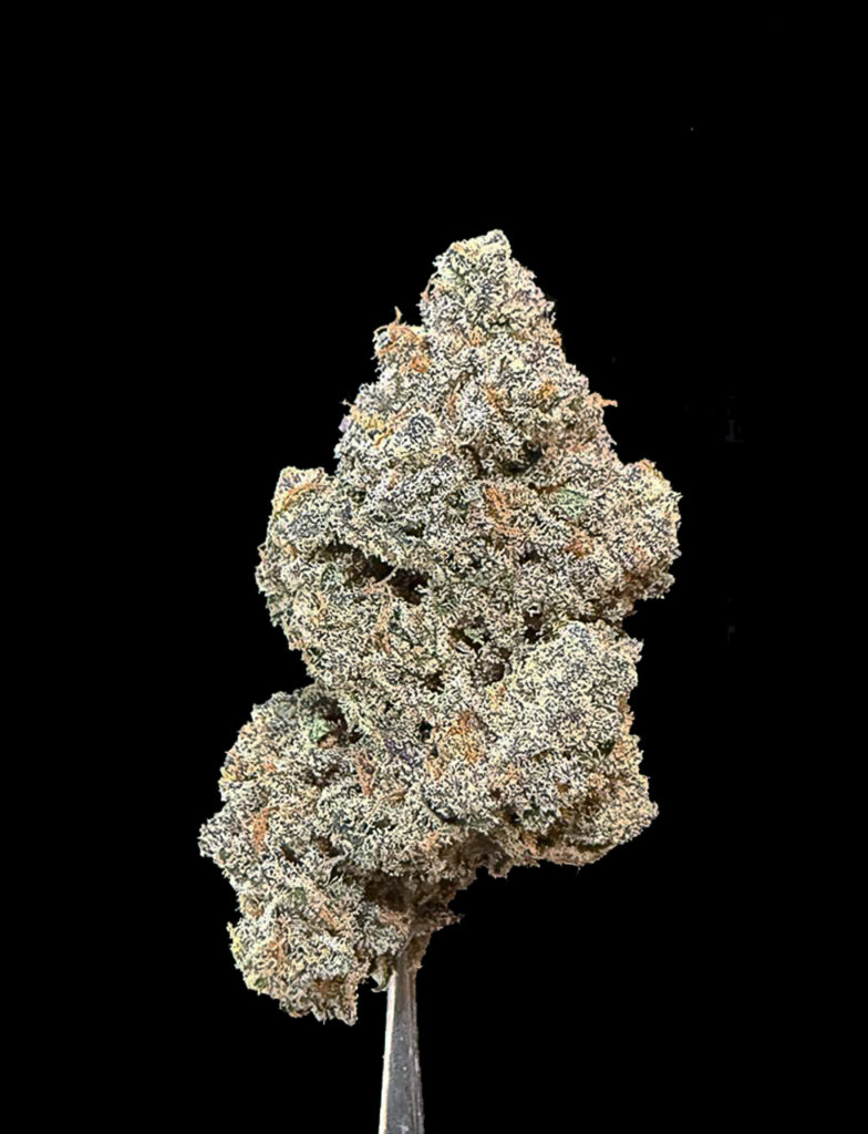 ดอกกัญชา Frozen Joker (Grow More Fire) สีเขียวปกคลุมด้วยไทรโครมขาวหนาแน่น สายพันธุ์ไฮบริดหายาก