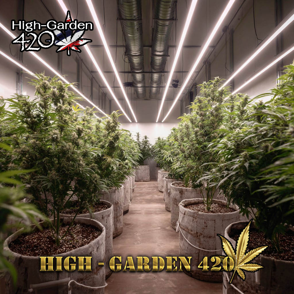 ห้องปลูกกัญชาออร์แกนิคของร้าน High-Garden420 ระบบ indoor ปลูกเองแบบธรรมชาติ 100%