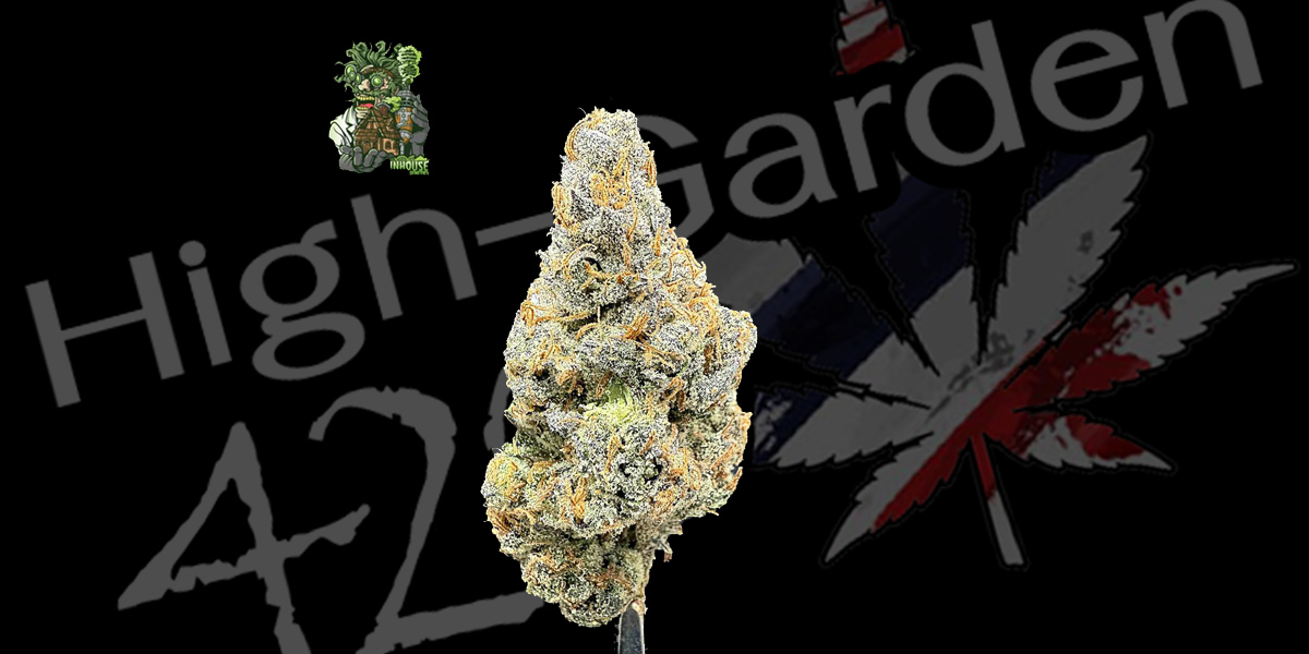 สายพันธุ์กัญชา King Bling strain จาก In House Genetics รีวิวโดย High-Garden420 ดอกสีทองเรซิ่นหนา กลิ่นครีมหอม