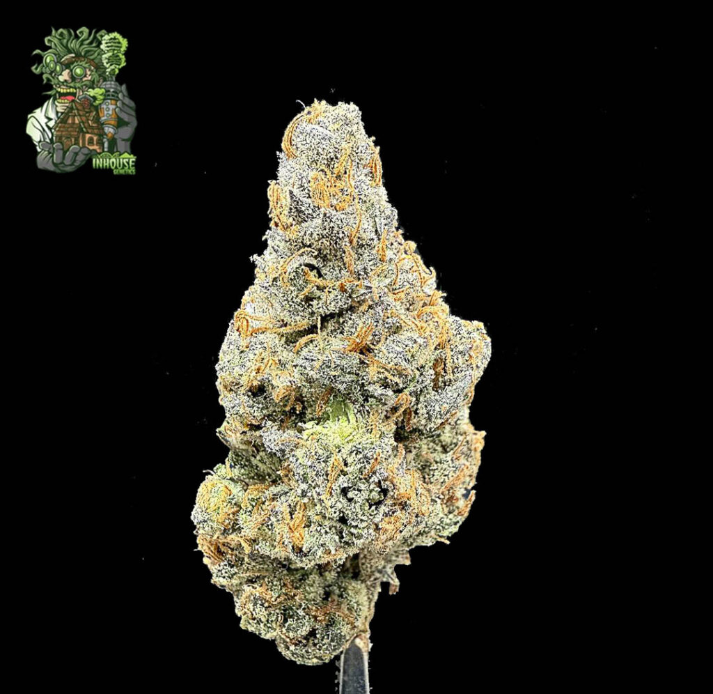 ดอกกัญชา King Bling จากร้านขายกัญชา High Garden420 สายพันธุ์หอมแรง กลิ่นหวานซับซ้อน เกรดพรีเมียม