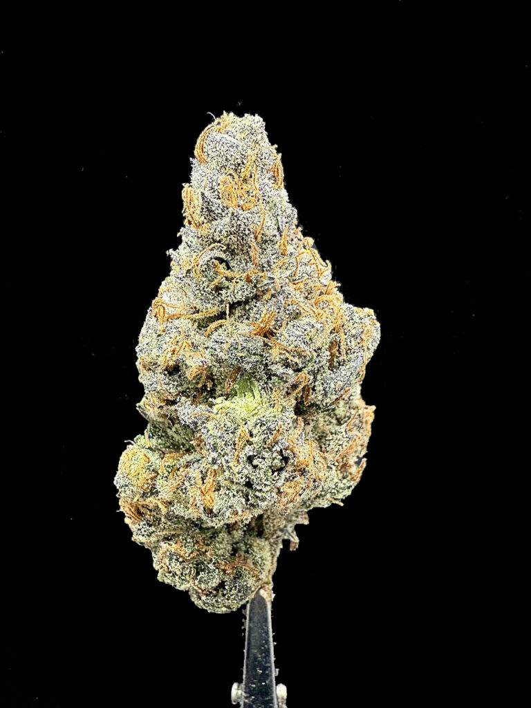 ดอกกัญชาสายพันธุ์ King Bling strain จาก In House Genetics สีทองอ่อน เคลือบเรซิ่นหนาแน่น