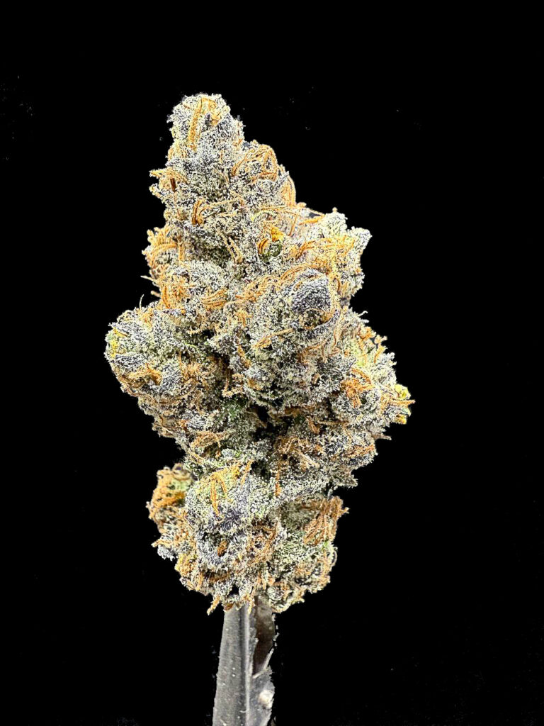 ดอกกัญชาสายพันธุ์ King Bling strain จาก In House Genetics สีทองอ่อนปกคลุมด้วยคริสตัลเรซิ่นแวววาว