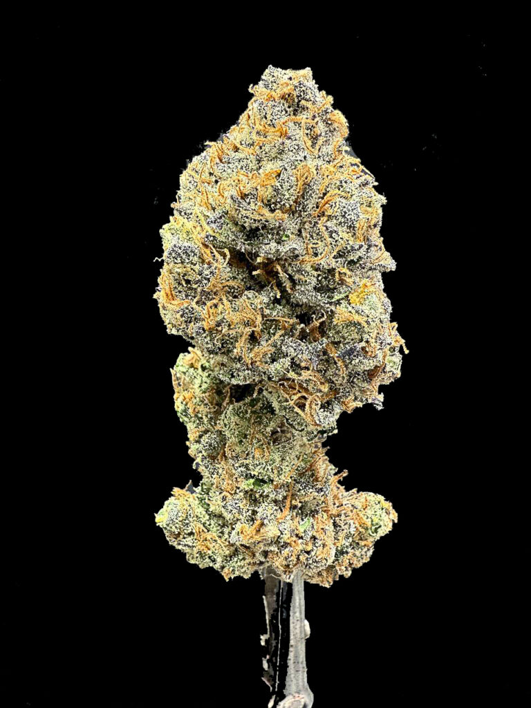 ดอกกัญชาสายพันธุ์ King Bling strain จาก In House Genetics ดอกแน่นเรซิ่นสีทองสะท้อนแสง
