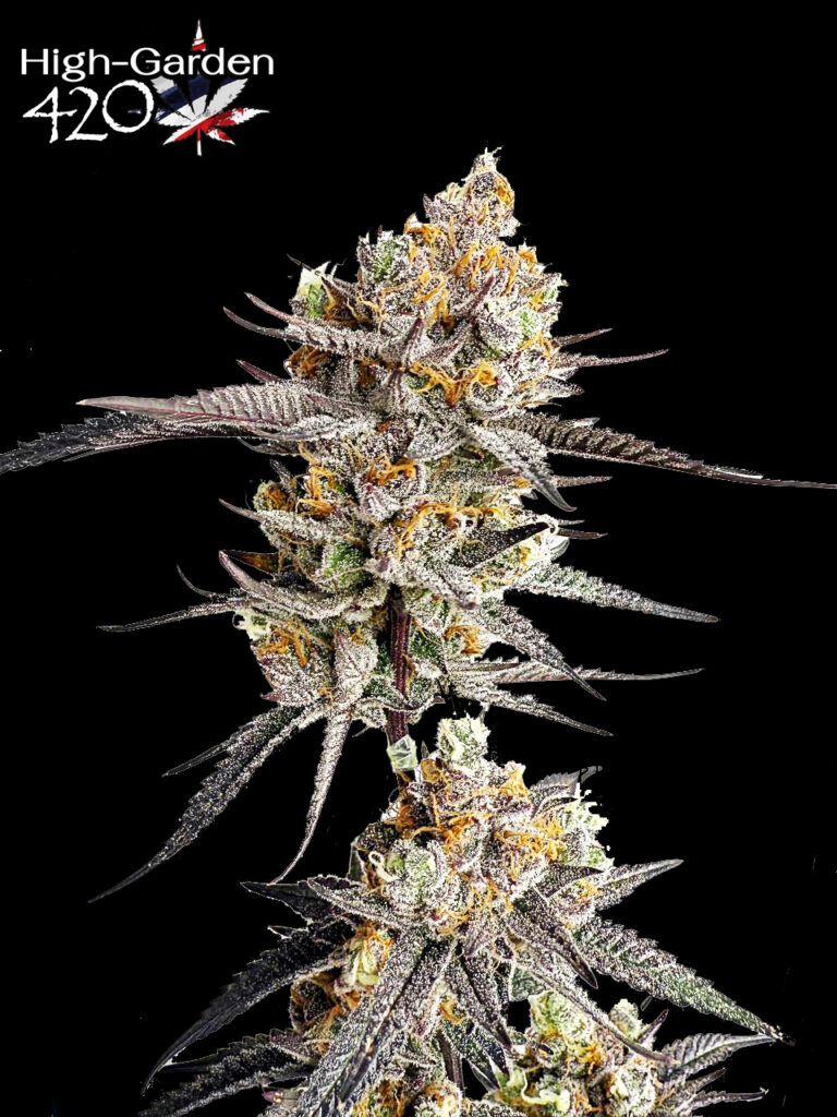 ดอกกัญชาสายพันธุ์ King Bling strain จาก In House Genetics สีเขียวม่วง เคลือบเรซิ่นแวววาว