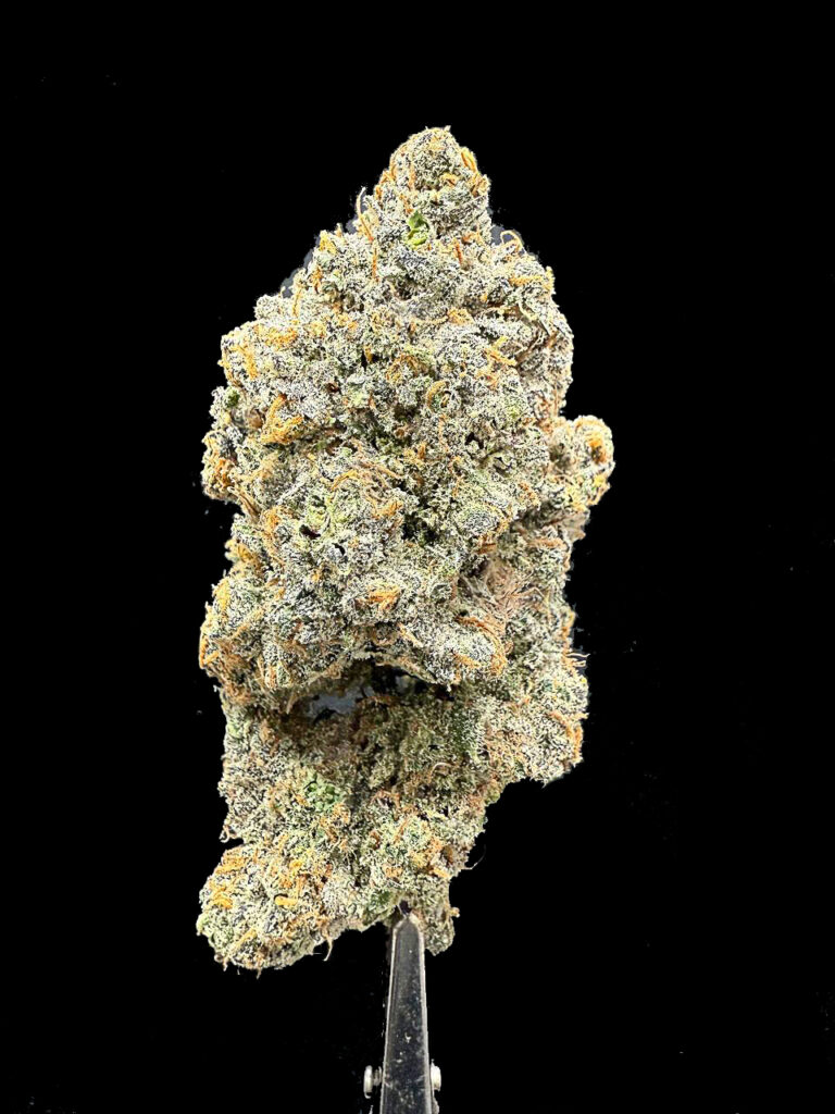 ดอก Planet Bang Bang สายพันธุ์ Exotic จาก Exotic Genetix ที่ ร้านขายกัญชา High Garden420 กลิ่นผลไม้ หอมหวาน ระดับพรีเมียม