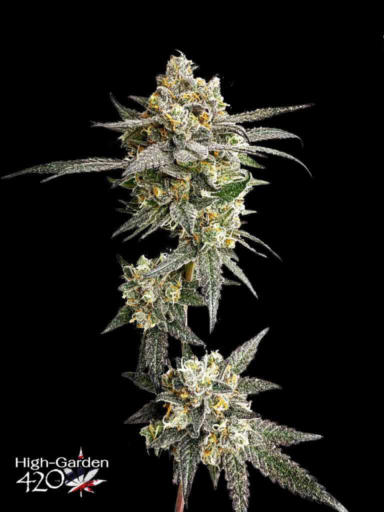 ดอกกัญชา Planet Bang Bang (Exotic) จาก Exotic Genetix ที่ร้านขายกัญชา High Garden420 คุณภาพพรีเมียม