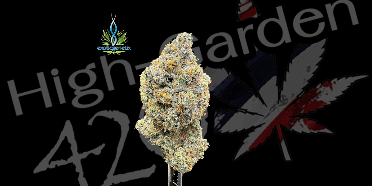 ดอกกัญชา Planet Bang Bang จาก Exotic Genetix ที่ร้านขายกัญชา High Garden420