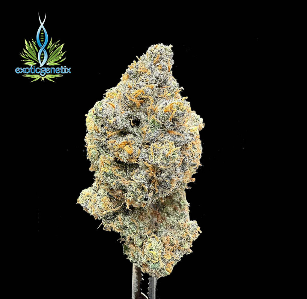 ดอกกัญชา Planet Bang Bang จากร้านขายกัญชา High Garden420 กลิ่นหอมแรงคุณภาพพรีเมียม