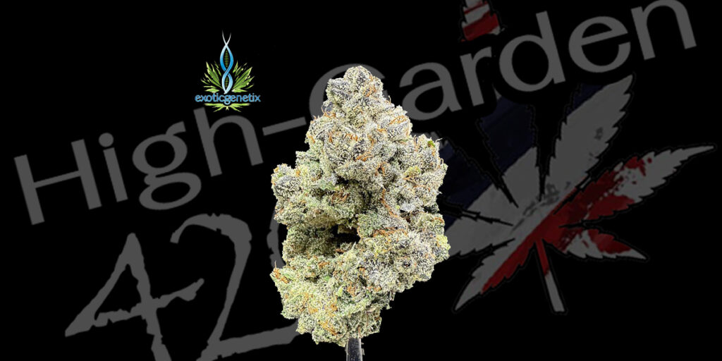 ดอกกัญชา Sigma 7 strain สายพันธุ์ ไฮบริด จาก Exotic Genetix สีเขียว อมม่วง เคลือบ trichome หนาแน่น