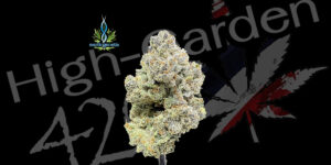 ดอกกัญชา Sigma 7 strain สายพันธุ์ ไฮบริด จาก Exotic Genetix สีเขียว อมม่วง เคลือบ trichome หนาแน่น