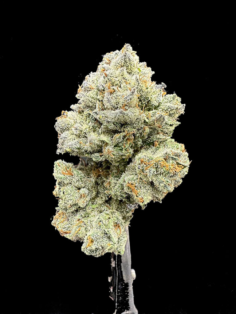 ดอกกัญชา Sigma 7 สายพันธุ์ ไฮบริด จาก Exotic Genetix สีเขียวอ่อน ปลายม่วง เคลือบ trichome ละเอียด กลิ่นหวาน ผลไม้