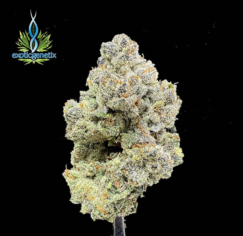 ดอกกัญชา Sigma 7 จากร้านขายกัญชา High Garden420 สายพันธุ์แรง กลิ่นหวานฉุน คุณภาพเกรดพรีเมียม