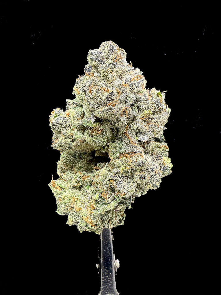 ดอกกัญชา Sigma 7 จาก Exotic Genetix สีเขียวอมม่วง เคลือบ trichome หนาแน่น กลิ่นผลไม้หวานครีมมี่