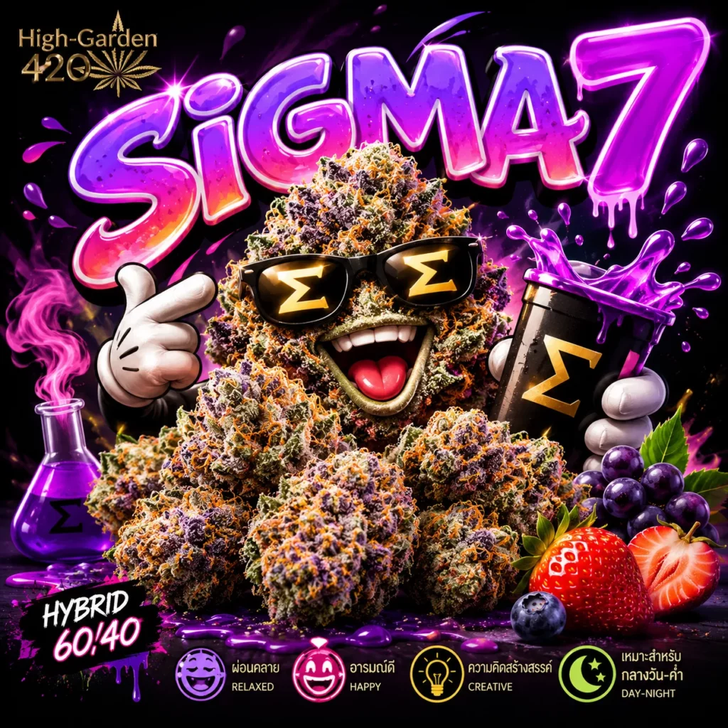 sigma 7 strain สายพันธุ์กัญชาจากร้าน High-garden420