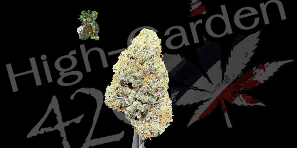 Slurricane Strain ดอกกัญชาสีม่วงเคลือบเรซินจาก In House Genetics กลิ่นเบอร์รี่หวานละมุน