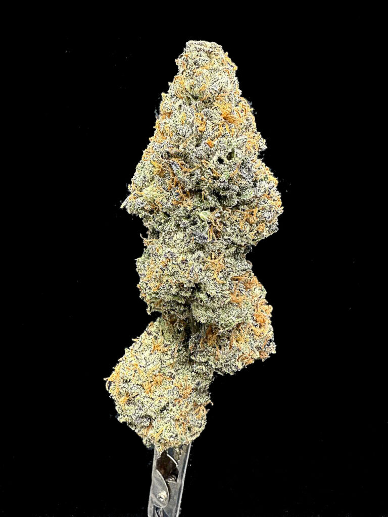 ดอกกัญชา Slurricane Strain ช่อแน่น เคลือบไตรโคมหนาแน่น กลิ่นเบอร์รี่หวานและวนิลาจางๆ