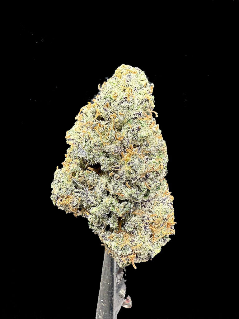 ดอกกัญชา Slurricane Strain สีม่วงอ่อนปนเขียว เคลือบไตรโคมละเอียด กลิ่นหวานผลไม้และวนิลาจางๆ