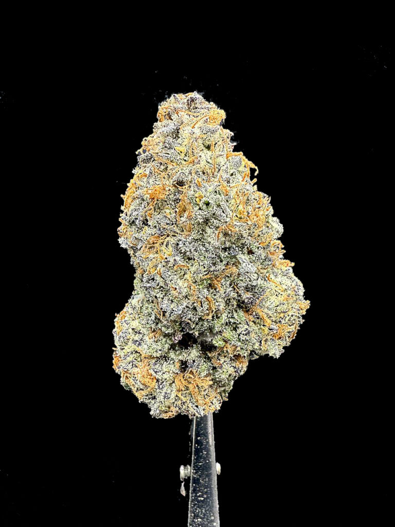 ดอกกัญชา Slurricane Strain สีม่วงทอง ช่อแน่น กลิ่นหวานผลไม้ เคลือบไตรโคมละเอียด