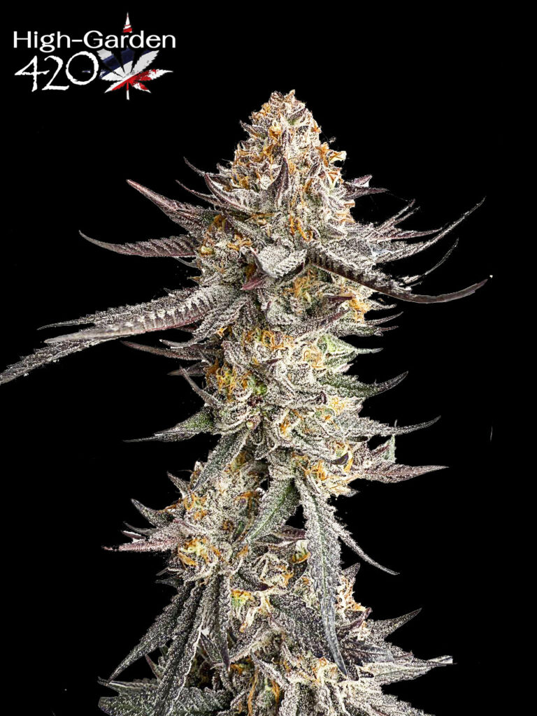 ดอกกัญชา Slurricane Strain อินดิก้าเด่นจาก In House Genetics เรซินหนาแน่น เคลือบด้วยไตรโคมสีขาว