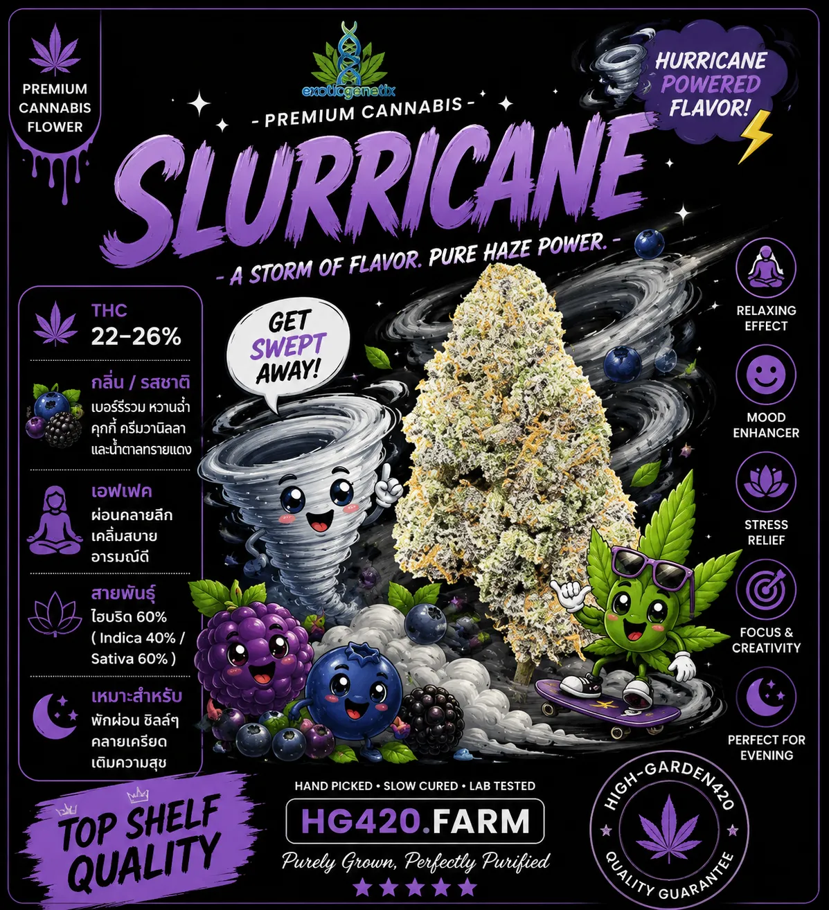 Slurricane strain สายพันธุ์กัญชา Hybrid กลิ่นหวานผลไม้และเบอร์รี่