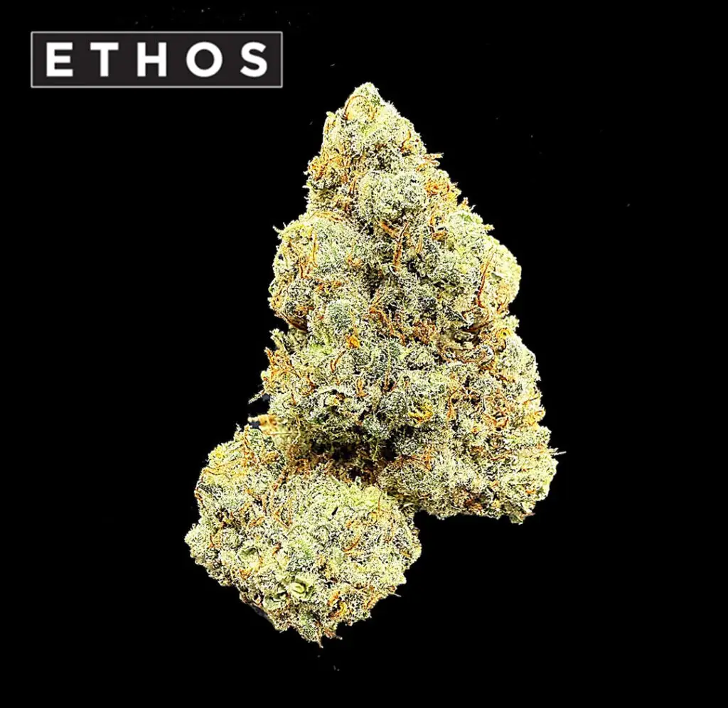 ดอกกัญชา Mandarin Cookies dtrain จาก Ethos บัดอ้วนฟู สีครีมทอง เทอร์ปีนส้มหวานชัด จาก High-garden420