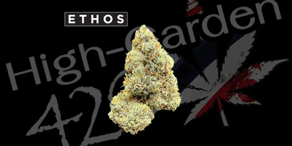 ดอกกัญชา Mandarin Cookies strain สายพันธุ์ไฮบริดกลิ่นส้มหวาน บัดแน่นจากร้าน High-garden420