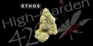 ดอกกัญชา Mandarin Cookies strain สายพันธุ์ไฮบริดกลิ่นส้มหวาน บัดแน่นจากร้าน High-garden420