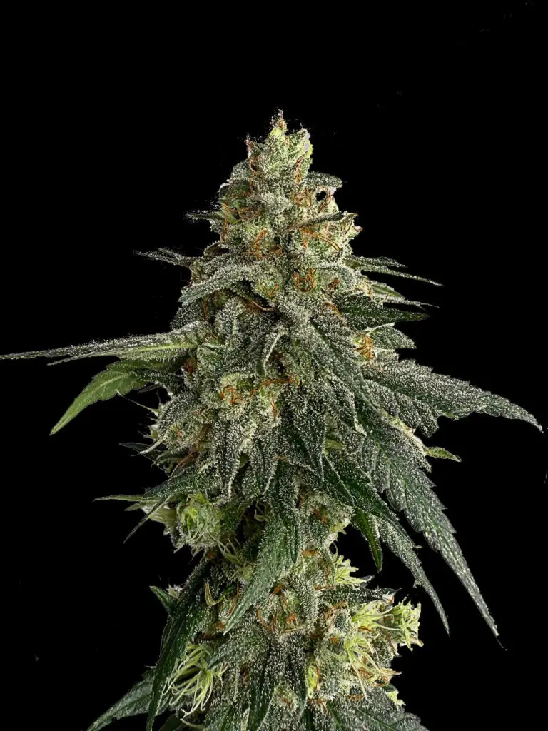 ต้นกัญชา Mandarin Cookies strain Ethos Cut บัดแน่นยาว กลิ่นส้มหวานชัด จากร้าน High-garden420