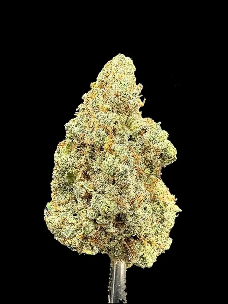 ดอกกัญชา Mandarin Cookies strain Ethos Cut ทรงเรียวยาว สีครีมทอง เทอร์ปีนส้มหวานเด่น จาก High-garden420