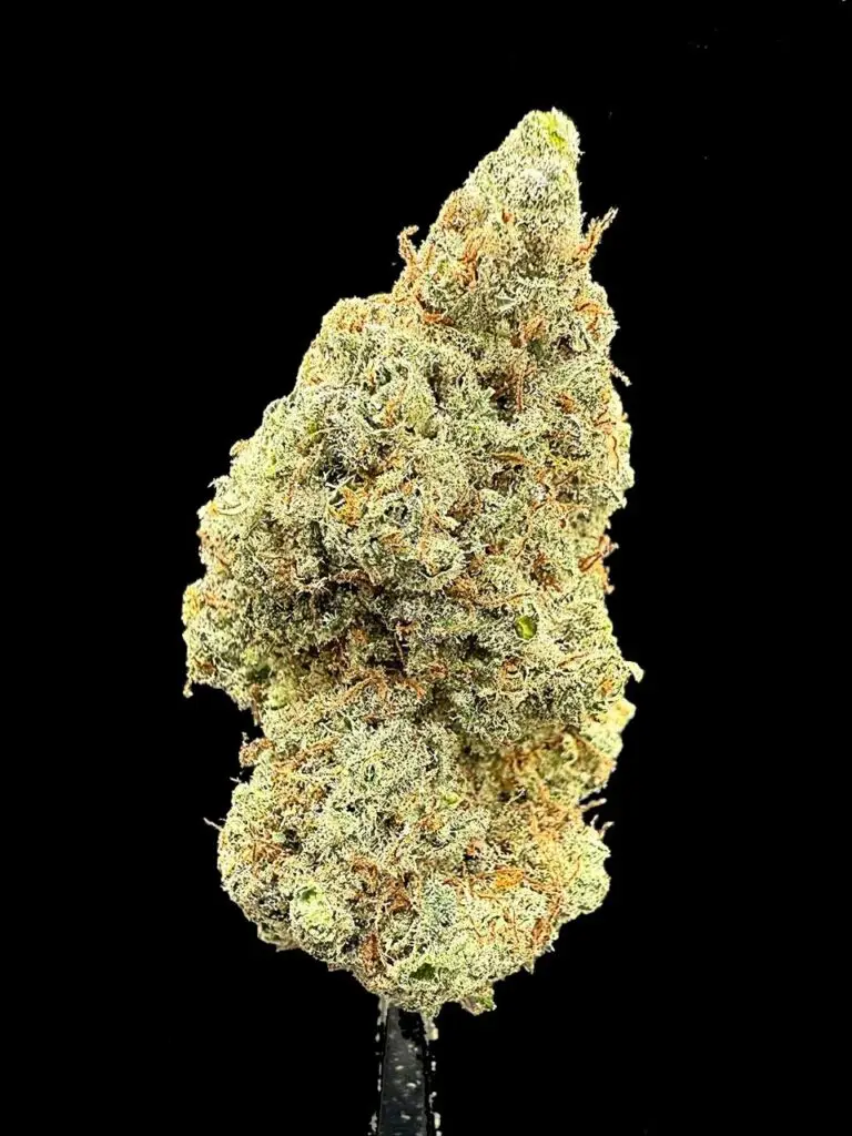 ดอกกัญชา Mandarin Cookies strain Ethos Cut บัดอ้วนฟู สีครีมทองปนส้ม กลิ่นส้มหวานเด่น จาก High-garden420