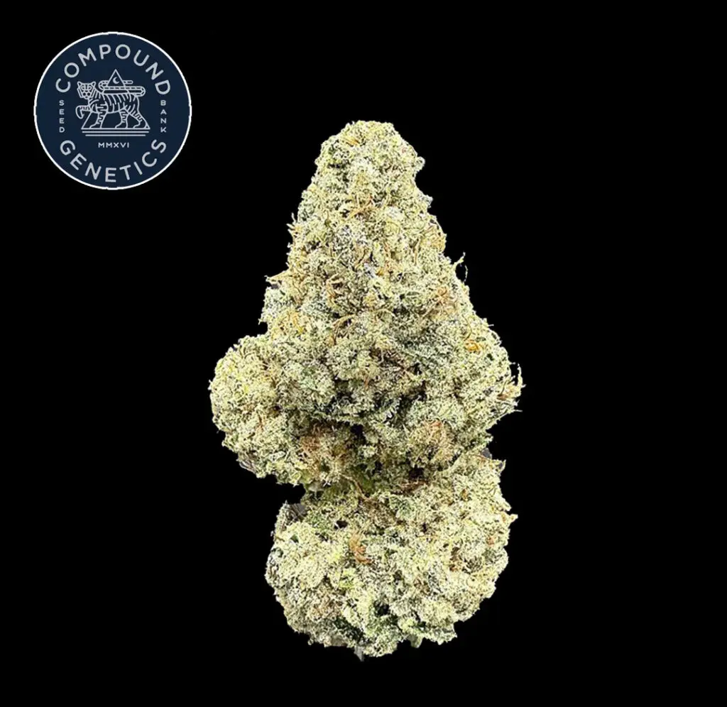 ดอกกัญชา Strawberry Pave บัดอ้วนฟู สีครีมทอง กลิ่นสตรอว์เบอร์รีหวาน จาก High-garden420