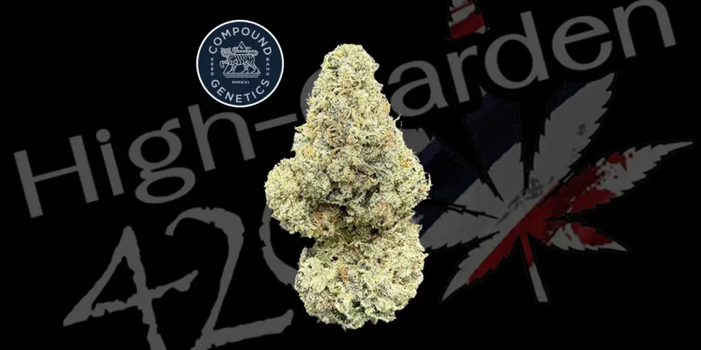 ดอกกัญชา Strawberry Pave strain สายพันธุ์ไฮบริดหวานอมเปรี้ยว จากร้าน High-garden420