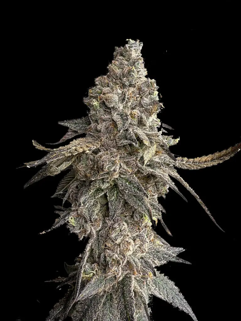 ดอกกัญชา Strawberry Pave strain Compound Cut สายพันธุ์ไฮบริด กลิ่นหวานผลไม้ จากร้าน High-garden420