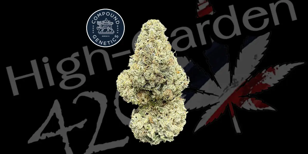 ดอกกัญชา Strawberry Pave strain สายพันธุ์ไฮบริดหวานอมเปรี้ยว จากร้าน High-garden420