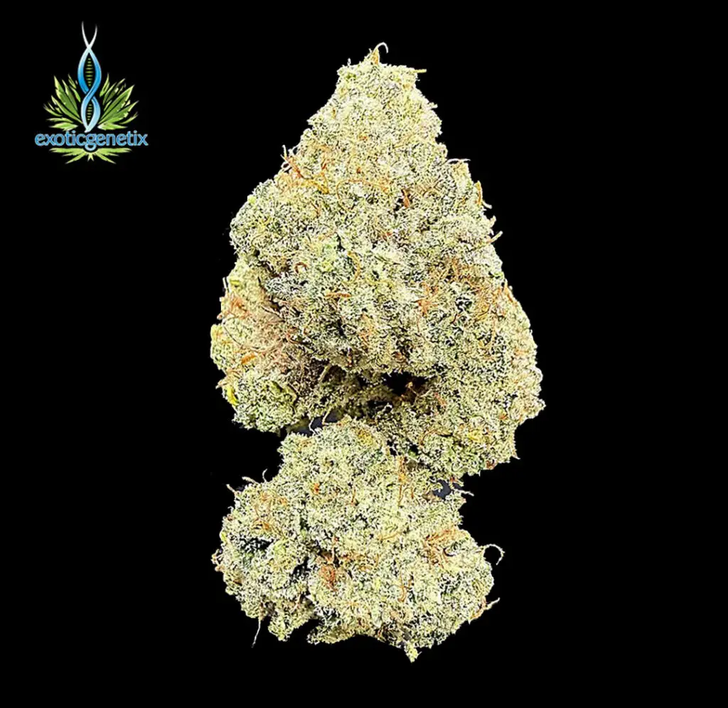 ดอกกัญชา Sugar Show strain บัดใหญ่ฟู สีครีมทอง เทอร์ปีนหวานแบบขนมผลไม้ จาก High-garden420