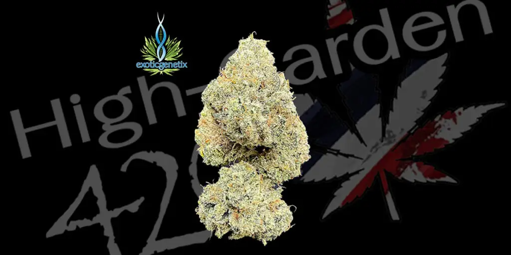 ดอกกัญชา Sugar Show strain บัดอ้วนฟู กลิ่นหวานแบบของหวาน จากร้าน High-garden420